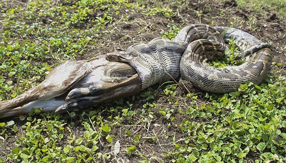 Rùng rợn trăn khổng lồ nuốt trọn dê núi rồi nhả ra vì suýt nghẹn ảnh 3