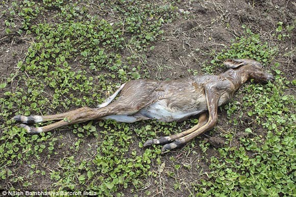 Rùng rợn trăn khổng lồ nuốt trọn dê núi rồi nhả ra vì suýt nghẹn ảnh 7