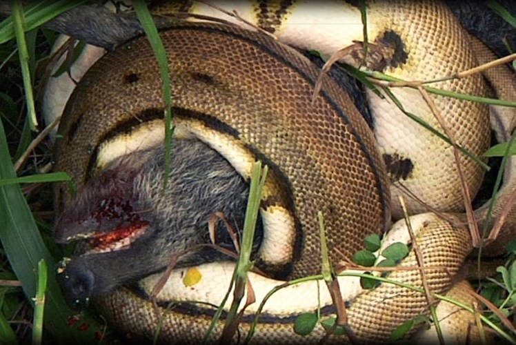 Rùng rợn trăn khổng lồ nuốt trọn dê núi rồi nhả ra vì suýt nghẹn ảnh 8