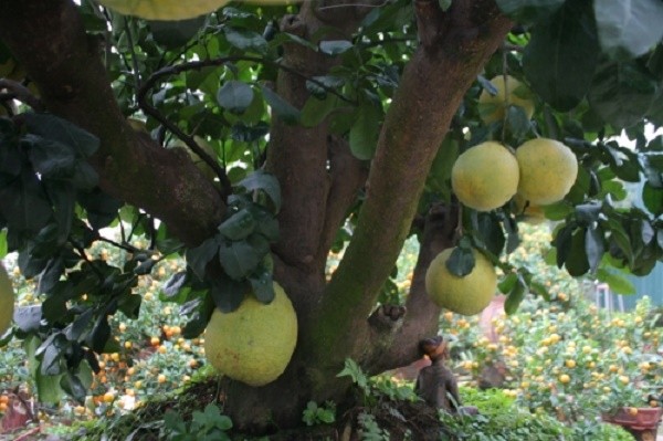 Cận cảnh cây bưởi giá trăm triệu không bán, chỉ cho thuê chơi Tết ảnh 1