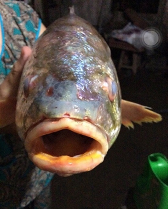 Ngư dân bắt được cá sủ vàng tiền tỷ trên sông Đồng Nai ảnh 1