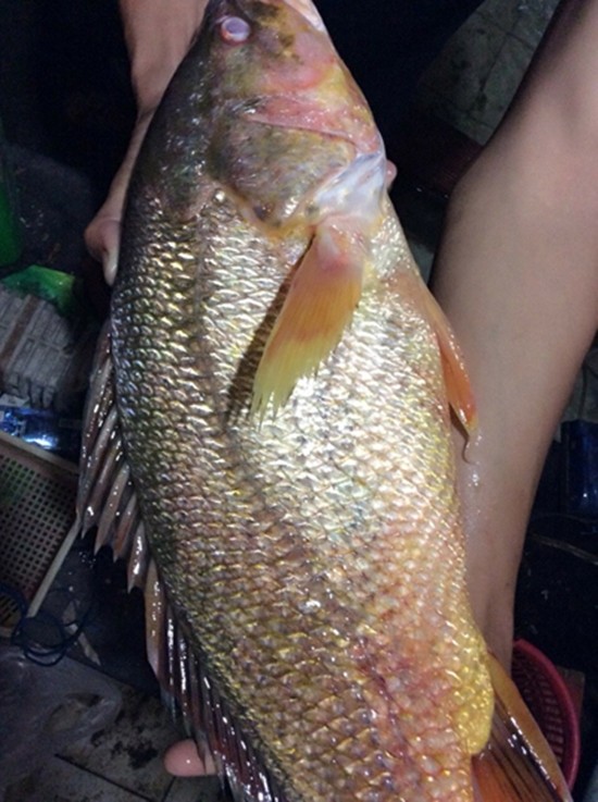 Ngư dân bắt được cá sủ vàng tiền tỷ trên sông Đồng Nai ảnh 2
