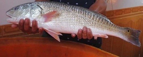 Ngư dân bắt được cá sủ vàng tiền tỷ trên sông Đồng Nai ảnh 3