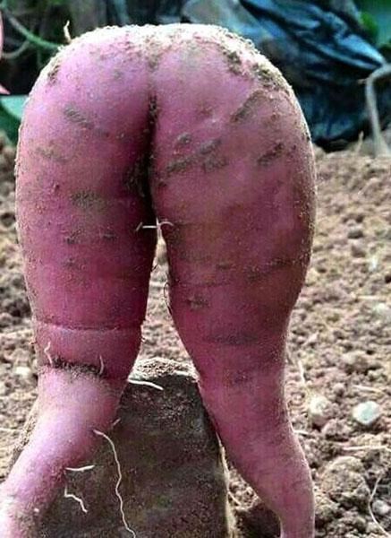 Chiêm ngưỡng củ khoai lang kỳ lạ có hình dáng 'gợi cảm' ảnh 1