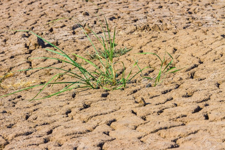 Con người có nguy cơ thiếu hụt lương thực trầm trọng trong tương lai ảnh 1