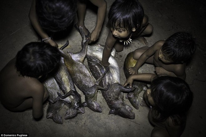 Bộ tộc kỳ lạ ở Amazon nuôi động vật hoang dã, cho bú sữa như con ảnh 2