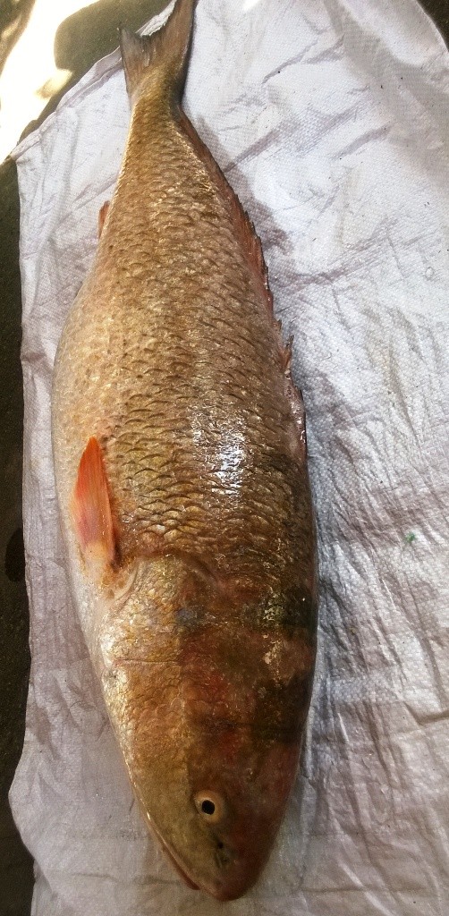 Vì sao cá Sủ vàng có giá hàng tỷ đồng? ảnh 1