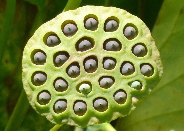 Lý giải hội chứng sợ những cái lỗ Trypophobia của con người ảnh 1