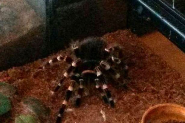 Lính cứu hỏa giải cứu thành công… 60 con nhện khỏi hỏa hoạn ảnh 1