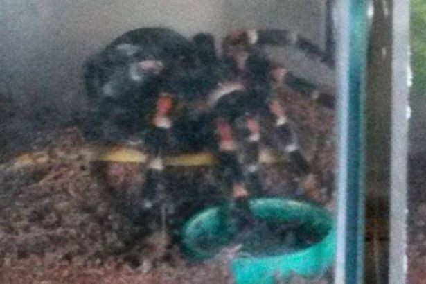 Lính cứu hỏa giải cứu thành công… 60 con nhện khỏi hỏa hoạn ảnh 2