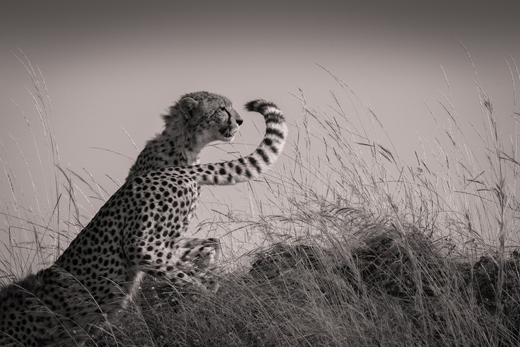 13 bức ảnh thiên nhiên ấn tượng nhất năm 2015 ảnh 12