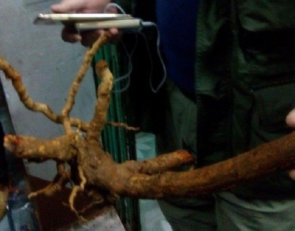 Uống nhầm nước thuốc sắc từ cây ngón, hai người chết ảnh 1