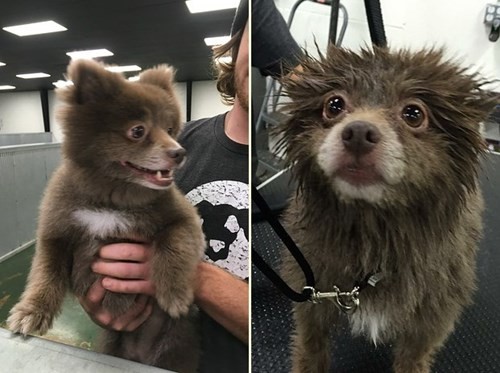 Xôn xao trước hình ảnh loài 'gấu chó' trong 'truyền thuyết' ảnh 3