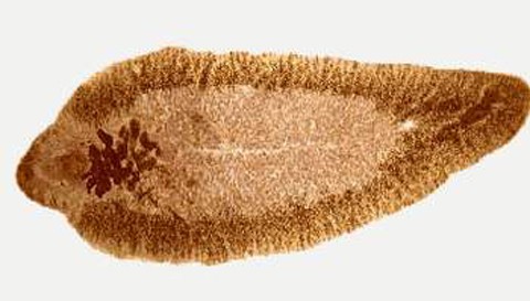 Con vật to bằng ngón tay rình rập ăn lá gan của bạn ảnh 1