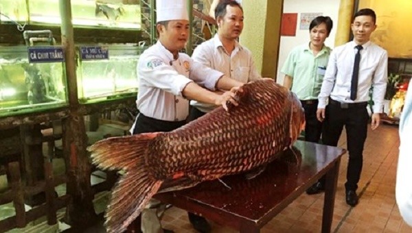 Cá hô đỏ nặng 130kg giá gần nửa tỉ đồng ảnh 1