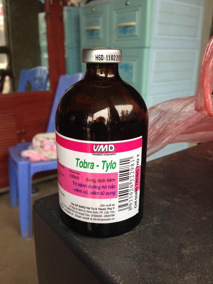 Đặc sản lợn rừng ăn tăng trọng, uống thuốc ngủ chờ Tết ảnh 1