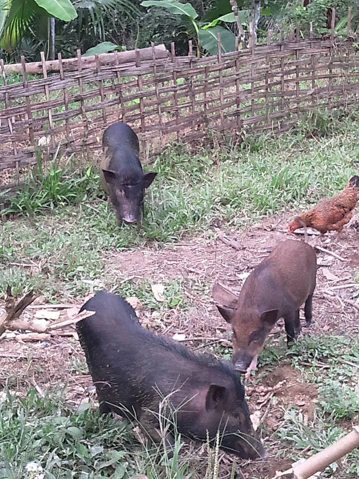 Đặc sản lợn rừng ăn tăng trọng, uống thuốc ngủ chờ Tết ảnh 2