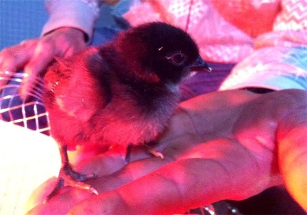 Cận cảnh gà 'mặt quỷ' đắt nhất thế giới ở Việt Nam ảnh 1