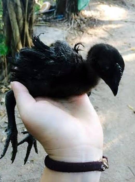 Cận cảnh gà 'mặt quỷ' đắt nhất thế giới ở Việt Nam ảnh 2