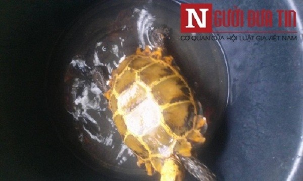 Cơ quan chức năng vào cuộc, rùa vàng trăm triệu ở Hà Tĩnh...biến mất ảnh 2