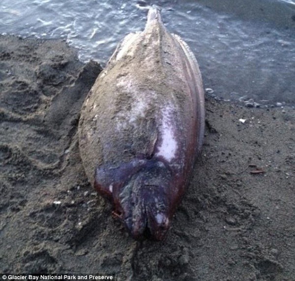 Cá ngoài hành tinh sống ở độ sâu 1.500 mét dạt vào bờ biển ảnh 1