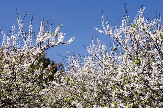 Gợi ý 5 điểm ngắm hoa mận đẹp ở vùng Tây Bắc ảnh 3