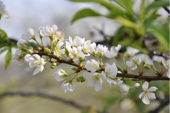 Gợi ý 5 điểm ngắm hoa mận đẹp ở vùng Tây Bắc ảnh 1