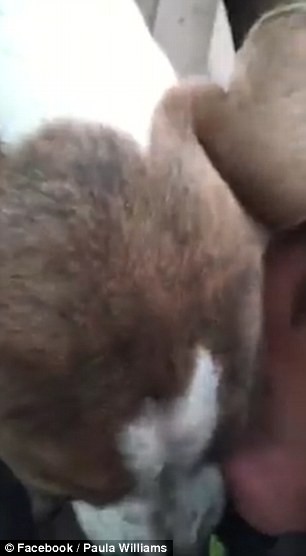 Vỡ òa giây phút cậu bé gặp lại chú chó sau 1 tháng đi lạc [VIDEO] ảnh 3