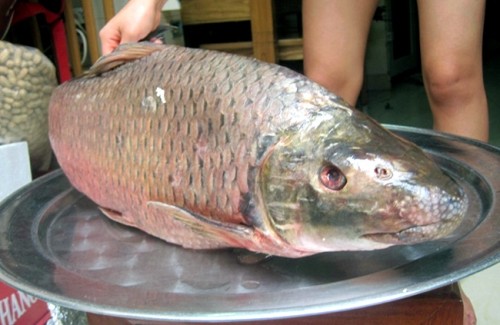 Gà lạ, cá 'độc', chim quý theo đại gia lên bàn ăn đón Tết ảnh 4