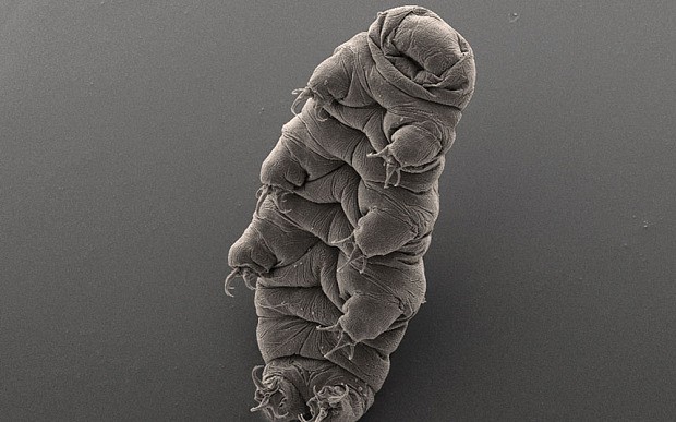 Ngắm nhìn loài vật có thể tự hồi sinh sau 30 năm đông cứng ảnh 2