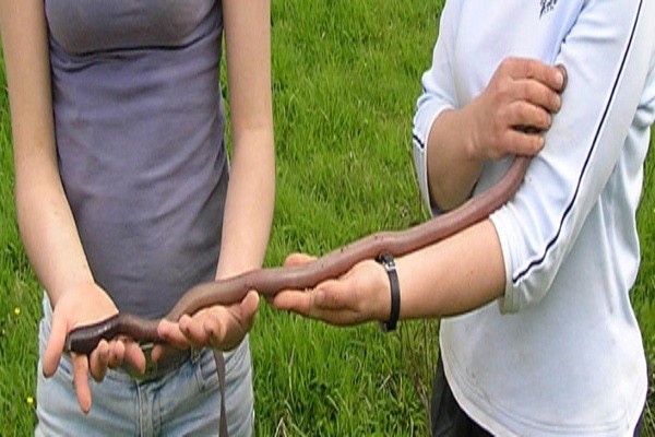 Kinh hoàng phát hiện giun đất 'khổng lồ' ảnh 2