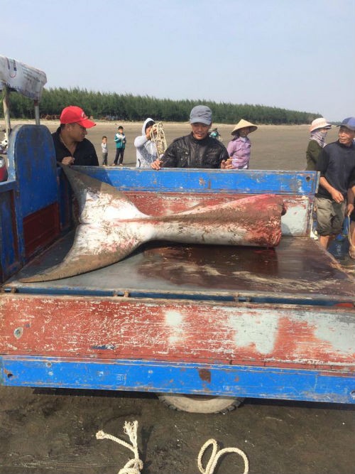 Sự thật vụ CÁ ÔNG bị người dân xẻ thịt khi dạt bờ ở Nam Định ảnh 3