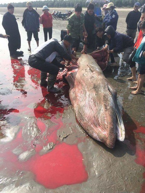 Sự thật vụ CÁ ÔNG bị người dân xẻ thịt khi dạt bờ ở Nam Định ảnh 2