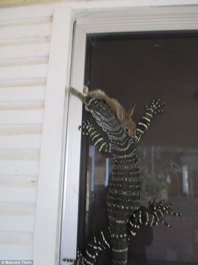 Hãi hùng phát hiện kỳ nhông khổng lồ săn thỏ trong nhà dân ảnh 2