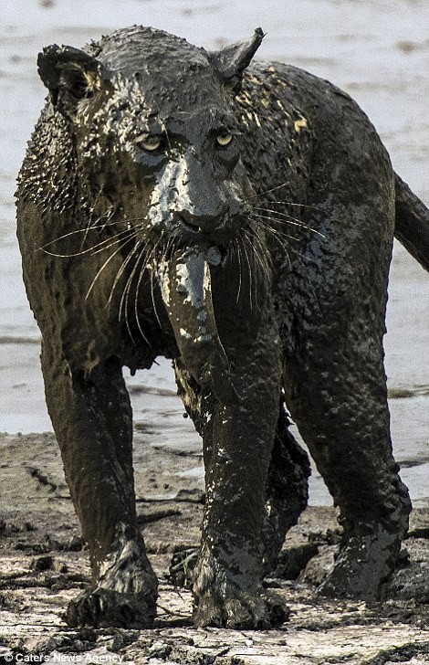 Báo đốm ‘biến dạng’ sau khi lặn ngụp sâu dưới bùn để bắt cá ảnh 10