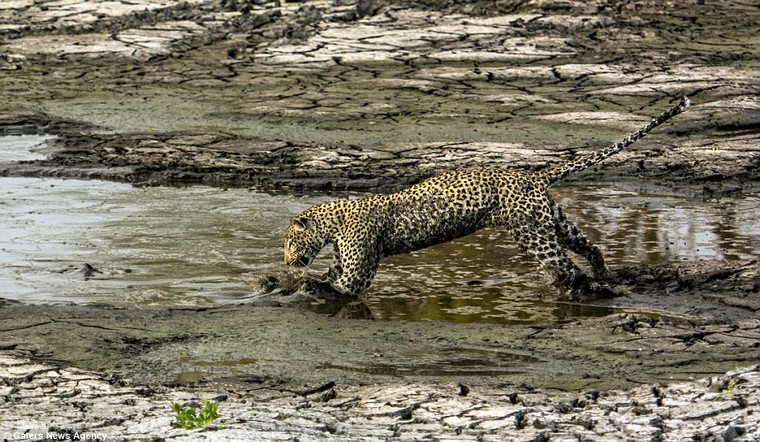Báo đốm ‘biến dạng’ sau khi lặn ngụp sâu dưới bùn để bắt cá ảnh 4