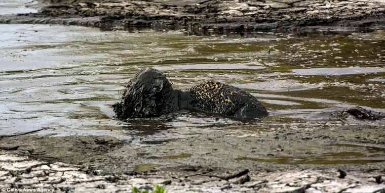 Báo đốm ‘biến dạng’ sau khi lặn ngụp sâu dưới bùn để bắt cá ảnh 6