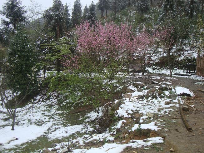 5 điểm có thể ngắm tuyết rơi đẹp như ở trời Tây tại Việt Nam ảnh 6