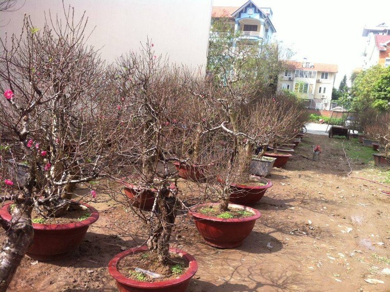 Chỉ đại gia mới dám thuê giá 70 triệu đồng/gốc đào cổ về chơi Tết ảnh 1