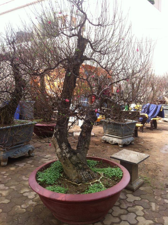 Chỉ đại gia mới dám thuê giá 70 triệu đồng/gốc đào cổ về chơi Tết ảnh 2