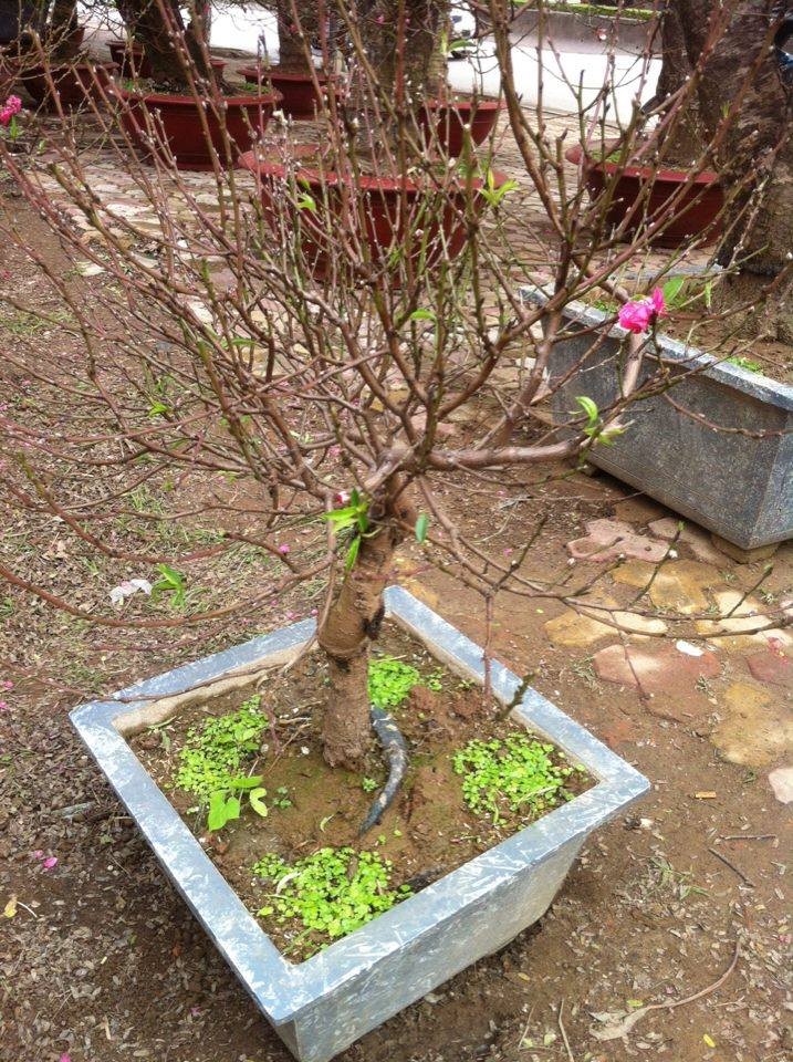 Chỉ đại gia mới dám thuê giá 70 triệu đồng/gốc đào cổ về chơi Tết ảnh 3