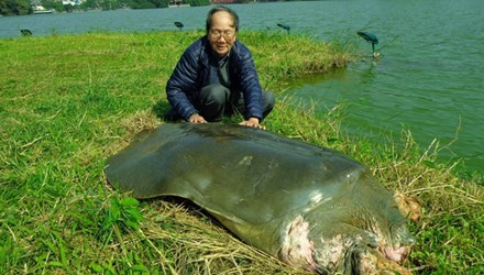 Cụ rùa Hồ Gươm vừa qua đời thọ bao nhiêu tuổi? ảnh 1