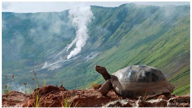 Những sự thật chưa ai biết về các 'cụ rùa' khổng lồ ảnh 2