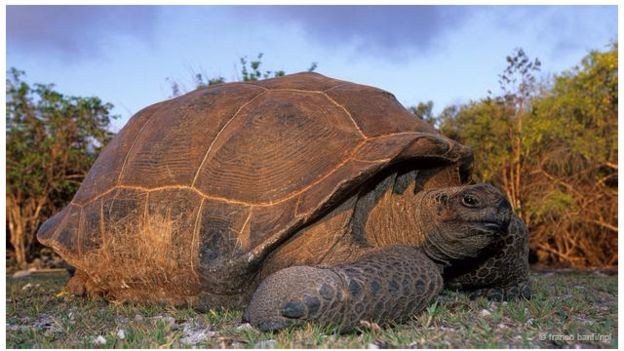 Những sự thật chưa ai biết về các 'cụ rùa' khổng lồ ảnh 3