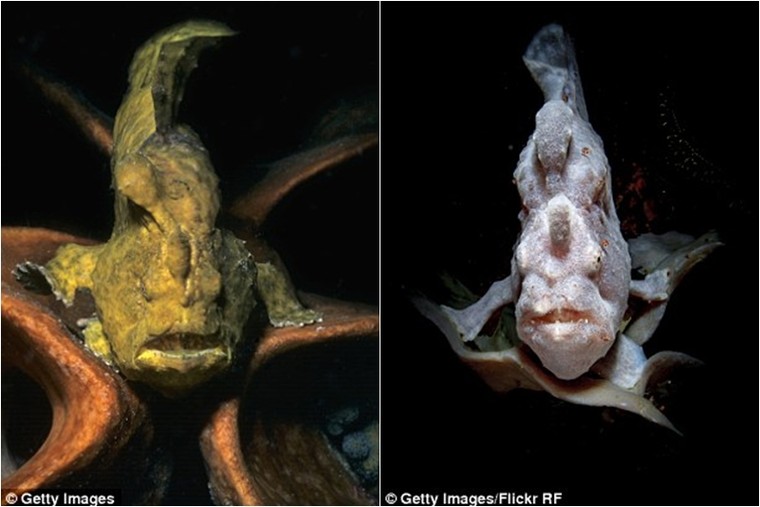 Bắt được ‘cá ếch đi bộ’ có nhát đớp nhanh nhất thế giới ảnh 3