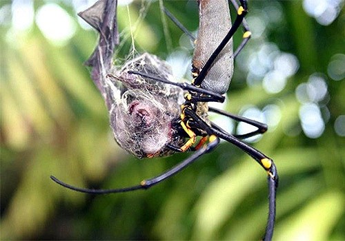 Những sự thật không khỏi rùng mình về loài nhện ảnh 1