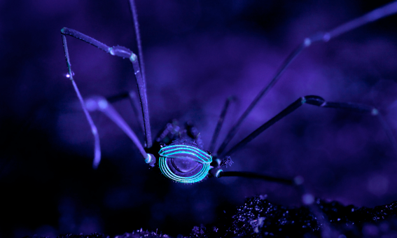 Những sự thật không khỏi rùng mình về loài nhện ảnh 2