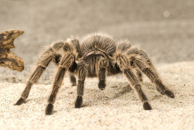 Những sự thật không khỏi rùng mình về loài nhện ảnh 3