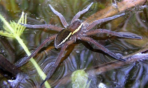 Những sự thật không khỏi rùng mình về loài nhện ảnh 5