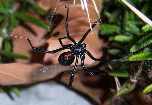 Những sự thật không khỏi rùng mình về loài nhện ảnh 4